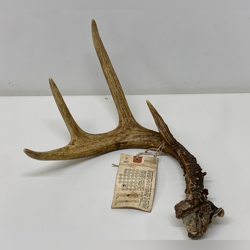 Vintage Upper Peninsula Michigan Deer Antler 15.3oz/433g 1977